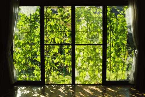 窓の遮熱に役立つグリーンカーテン